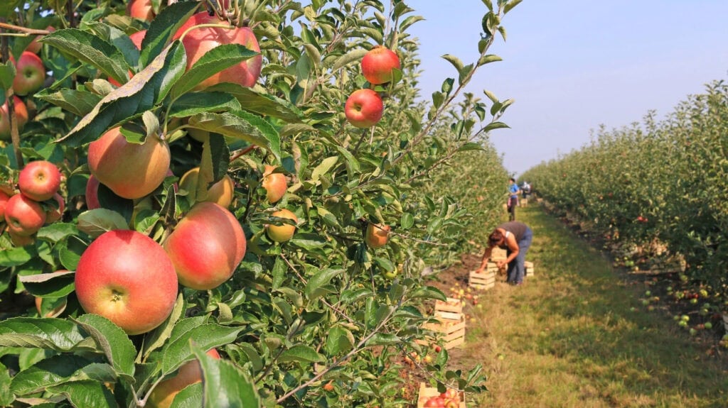 fall side hustles apple picking